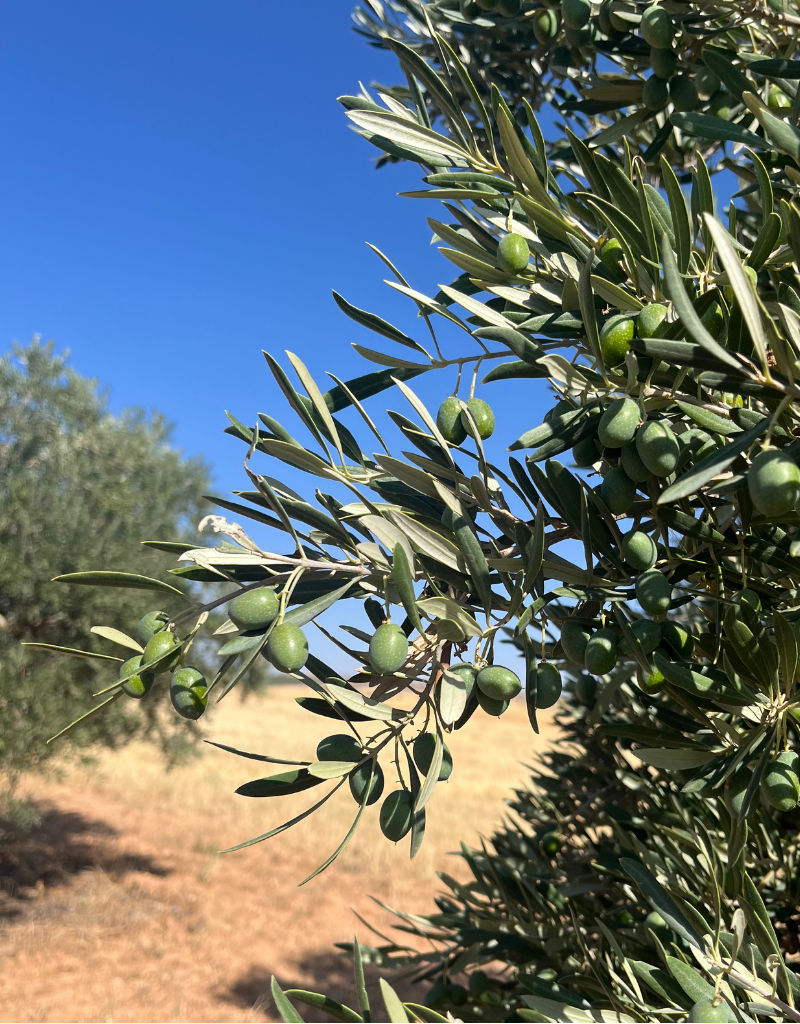Olivo de LA CONDENÁ